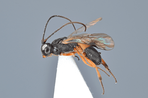 Ascogaster rufipes